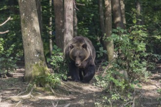 One adult male eurasian brown bear (Ursus arctos arctos) walking thru a forest on hilly ground.