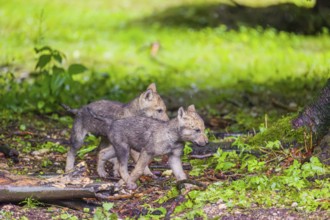 Gray wolf pups (Canis lupus lupus) play close to their den on a rainy day