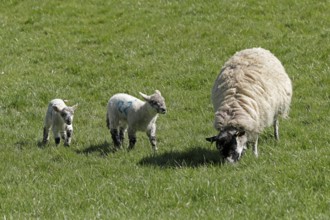 Ewe and lambs on pasture, Chipping Campden, The Cotswolds, England, Great Britain