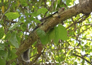 Sri Lanka giant squirrel (Ratufa macroura) on a tree, Habarana, Anuradhapura, North Central