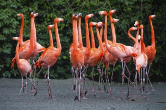American or Caribbean Flamingos (Phoenicopterus ruber ruber), a flock of adult birds, native to the