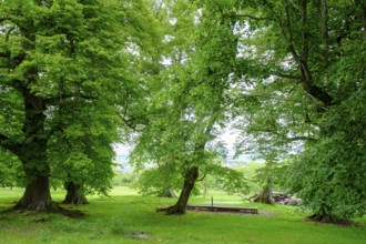 Seven lime trees, a natural monument in the Buchleite nature reserve, Markt Berolzheim, Altmühltal,