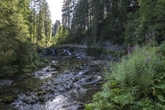 Schwarzwasser stream, near Riezlern, Kleinwalsertal, Allgäu, Austria