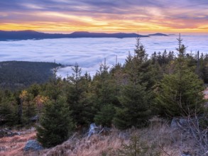 Sunset at Zwercheck, view over sea of fog, Bavarian Forest, Lower Bavaria, Bavaria, Germany
