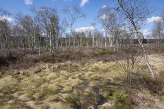 Mecklenbruch raised bog, nature reserve, Solling-Vogler nature park Park, Lower Saxony, Germany