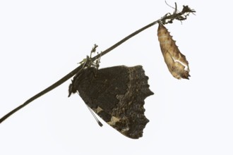 Small tortoiseshell (Nymphalis urticae, Aglais urticae), freshly hatched, against a white