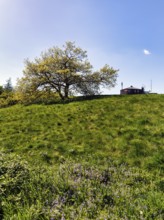 Single oak (Quercus), solitary oak on a mountain top, Köterberg, Lügde, sunny spring weather,
