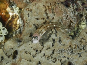 A small brown and white striped fish, three-striped blenny (Ecsenius trilineatus), resting on a