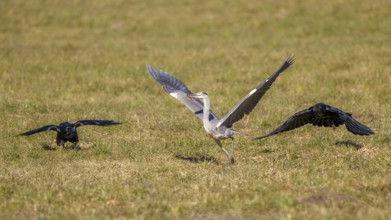 Grey heron (Ardea cinerea) and common raven (Corvus corax), the two ravens try to chase away the
