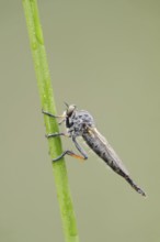 Common awl robberfly (Neoitamus cyanurus), female, North Rhine-Westphalia, Germany