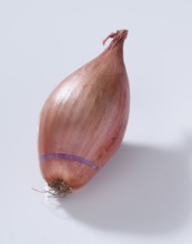 Common onion (Allium cepa), on white background, studio shot