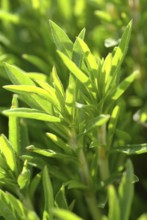 Summer savory (Satureja hortensis), also garden savory, true savory, pepperwort, family of the