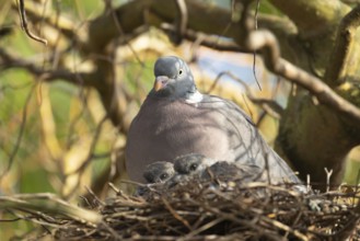 Wood pigeon (Columba palumbus) adult parent bird on a nest in a tree with two juvenile baby cobb