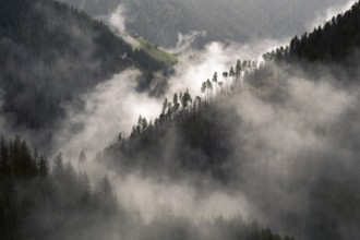 View of the mountain forests with rising clouds, Bolzano, Trentino, South Tyrol, Italy