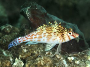 A vividly coloured fish, Dwarf Hawkfish (Cirrhitichthys falco), resting on a coral reef, Sweet Reef