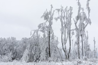 Winter landscape on the mountain top of the Czorneboh, trees thickly laden with snow and hoarfrost,