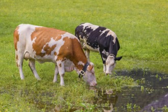 Holstein Friesian cattle stand on a green meadow at a puddle and drink. A reflection of the cows