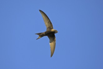 Mauersegler, Common Swift, Swift, Eurasian Swift, Apus apus, Martinet noir, Vencejo Común
