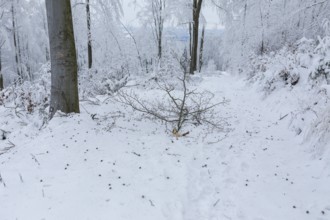 Forest path leads through trees thickly covered with snow and hoarfrost at Czorneboh, branches just