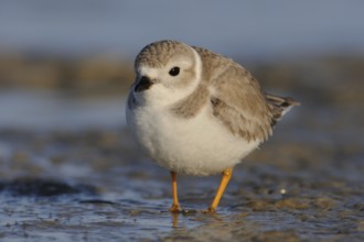 Piping Plover (Charadrius melodus), Texas, USA