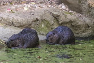 Two North American beaver or Canadian beaver, Castor canadensis, sitting ashore gnawing on a twig