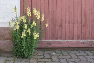 Old wooden courtyard door, snapdragons in front of it, Rhodt unter Rietburg, German or Southern