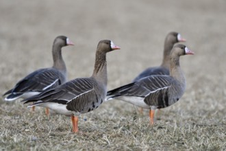 Greater White-fronted Goose (Anser albifrons) group on field, North Rhine-Westphalia, Germany