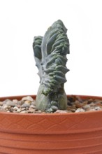 Side view of shrubby 'Myrtillocactus Geometrizans f. Cristata' cactus with candelabra-like