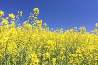 Flowering rape (brassica napus) in front of a blue sky, Müglitztal, Saxony, Germany