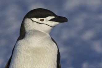 Chinstrap Penguin (Pygoscelis antarcticus), Antarctica