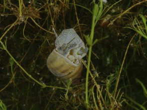 A river snail, Viviparus viviparus, with visible shell moving through aquatic plants, Wildsau dive