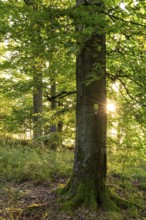 Star-shaped sunbeams shine on a mighty old beech (Fagus) in the forest, with green foliage and