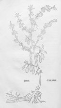 Common daphne, Kellerhals (Daphne mezereum), woodcut by Leonhart Fuchs, from New Kreüterbuch, neues