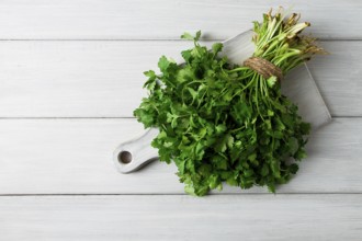 Bunch of fresh Cilantro, on a white wooden table, close-up, top view, no people
