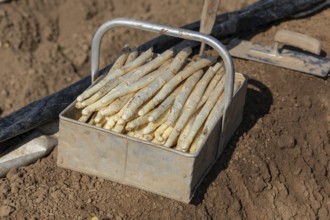 Harvesting asparagus at the Kaiserstuhl - seasonal work with tradition