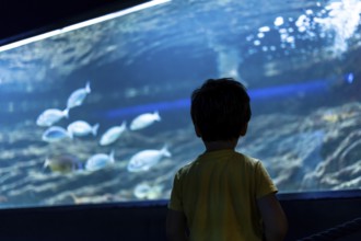Back view of preschooler looking at group of fish swimming in large aquarium tank, exploring