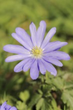 Blue anemone (Anemone apennina), flower, garden plant, North Rhine-Westphalia, Germany