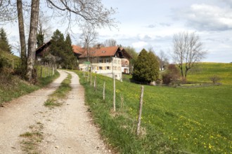 Uttenbühl with flowering meadows, Oy-Mittelberg, Oberallgäu, Allgäu, Bavaria, Germany