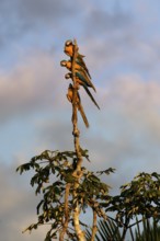 Blue-and-yellow Macaws (Ara Ararauna) perched on a branch in the tropical forest, Alta Floresta,