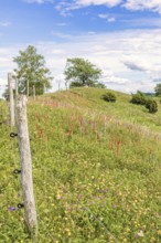 Feather grass (Stipa pennata) in a fenced nature reserve marked with flags by botanists for