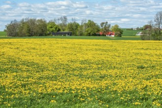 Field covered with flowering dandelion (Taraxacum officinale) at Borrby, Simrishamn municipality,