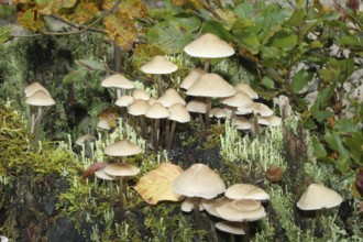 Fungus, fairies bonnet (Coprinellus disseminatus) and true cup lichen (Cladonia pyxidata) Allgäu,