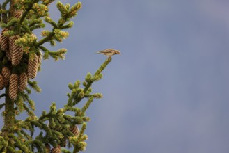 Tree pipit (Anthus trivialis) sitting on the branch of a spruce tree, Aletsch Forest, Valais,