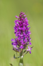 Western marsh orchid (Dactylorhiza majalis), also called broad-leaved orchid, wet meadow, orchid,