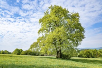 Common beech (Fagus sylvatica), solitary in a meadow, Thuringia, Germany