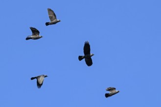 Flock of western jackdaws, European jackdaw (Corvus monedula, Coloeus monedula) in flight against