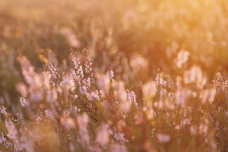 Bell heather (Erica tetralix) in the Lüneburg Heath in the yellow-red morning light at sunrise