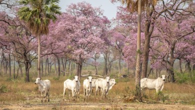 Zebus (Bos indicus) in a forest of pink flowering trees, South Pantanal, Corumbá, Albuquerque, Mato