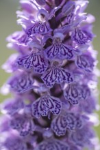 Southern marsh orchid (Dactylorhiza maculata), Emsland, Lower Saxony, Germany