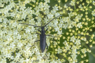 Oxymirus cursor beetle feeding on pollen on an elderflower. Jechtingen, Emmendingen, Kaiserstuhl,